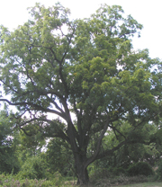 Our 180+ Year Old Black Walnut Tree