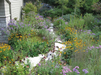 Lawn into a Meadow